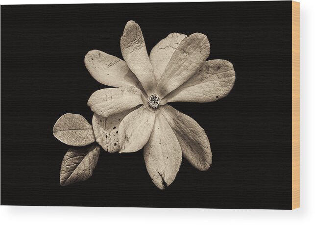 Wounded White Magnolia Wood Print featuring the photograph Wounded White Magnolia Wide Version Sepia by Weston Westmoreland