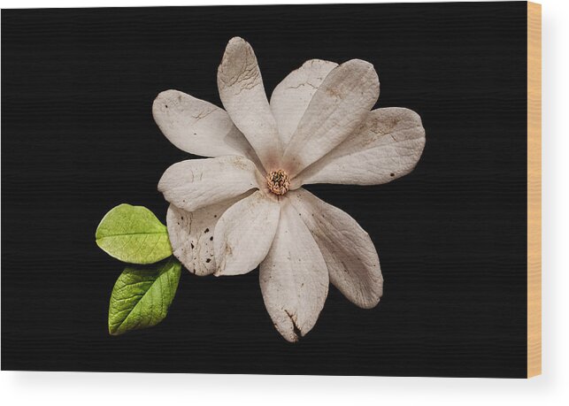 Wounded White Magnolia Wood Print featuring the photograph Wounded White Magnolia Wide Version by Weston Westmoreland