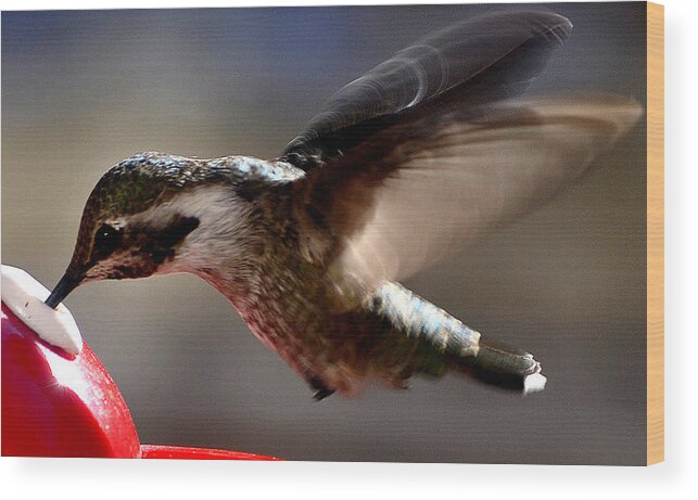 Hummingbirds Wood Print featuring the photograph Young Hummingbird Male Anna by Jay Milo