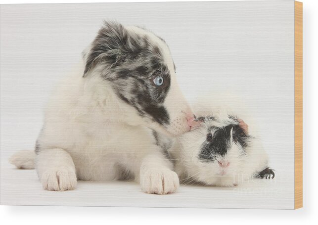 Nature Wood Print featuring the photograph Border Collie Puppy With Rough-haired by Mark Taylor