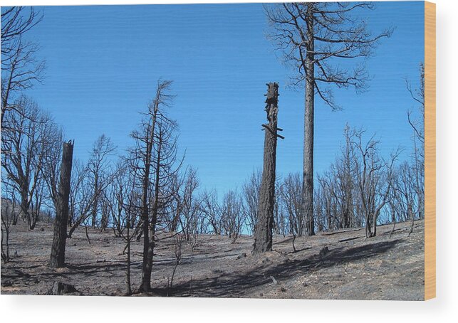 Nature Wood Print featuring the photograph Burned Trees in California by Naxart Studio