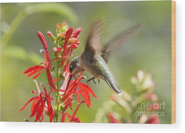 Ruby-throated Hummingbird Wood Print featuring the photograph Cardinal Flower and Hummingbird 2 by Robert E Alter Reflections of Infinity