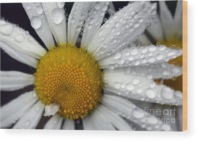 Daisy Wood Print featuring the photograph Excuse Me by Brenda Giasson