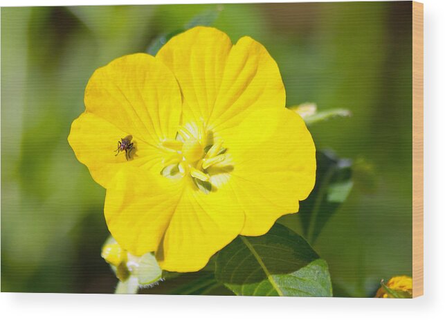 Flower Wood Print featuring the photograph Flower Fly by Wild Expressions Photography