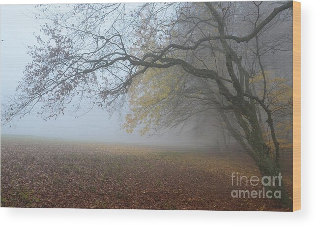 Photograph Wood Print featuring the photograph Fogy Forest In The Morning 1 by Bruno Santoro