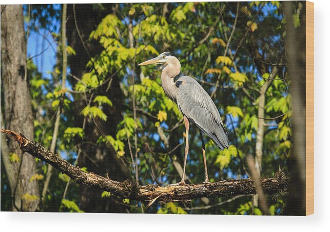 Heron Wood Print featuring the photograph Heron by Everet Regal