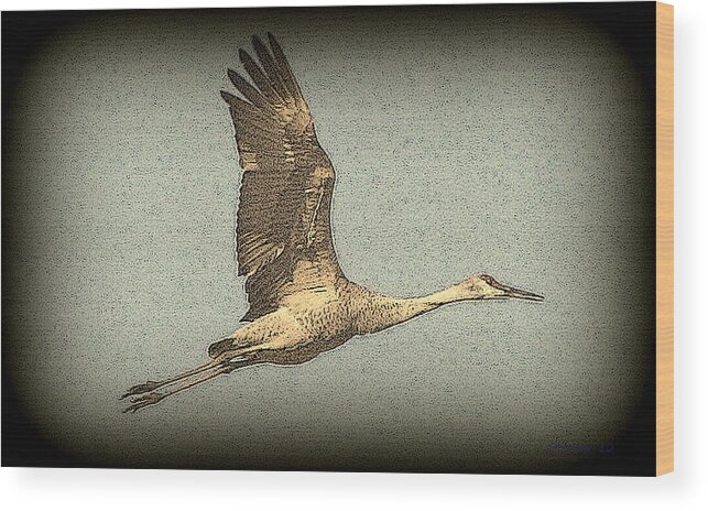 Bird Wood Print featuring the photograph Sandhill Crane in Flight by T Guy Spencer