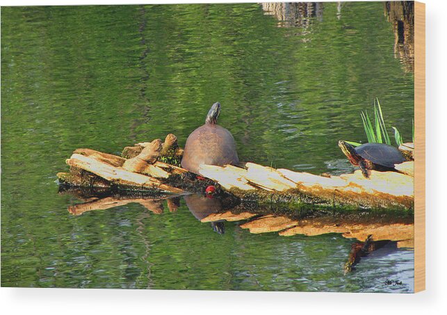 Turtle Photographs Wood Print featuring the photograph Turtle Sunbathing by Ms Judi