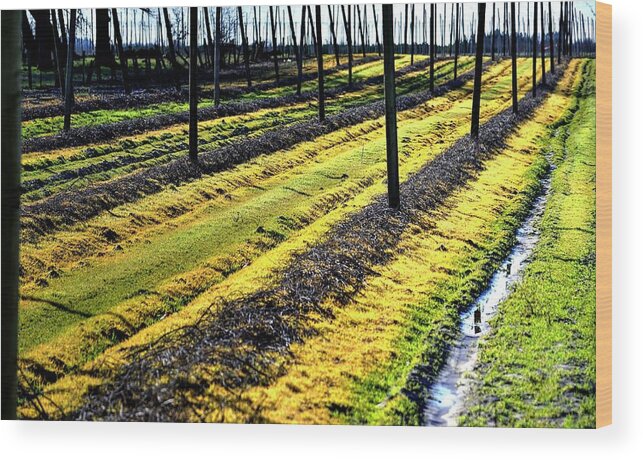 Farm Wood Print featuring the photograph Hops Lines #1 by Jerry Sodorff