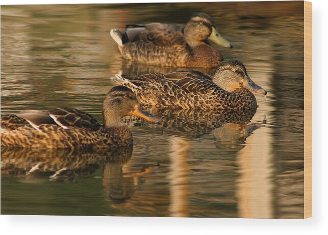 Ducks Wood Print featuring the photograph Mallards Swimming in the Water at Magic Hour by Angela Rath