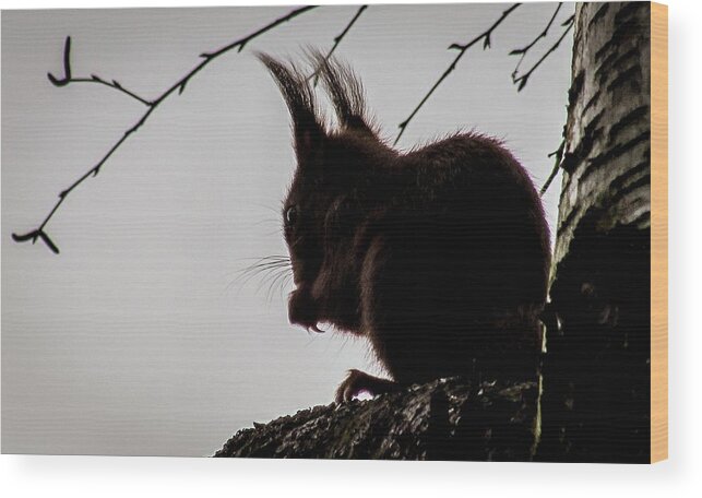 Squirrel Wood Print featuring the photograph Squirrel #11 by Cesar Vieira