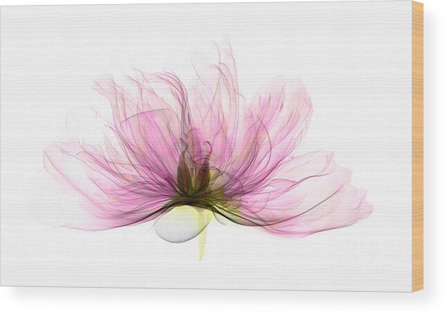 Xray Wood Print featuring the photograph X-ray Of Peony Flower by Ted Kinsman