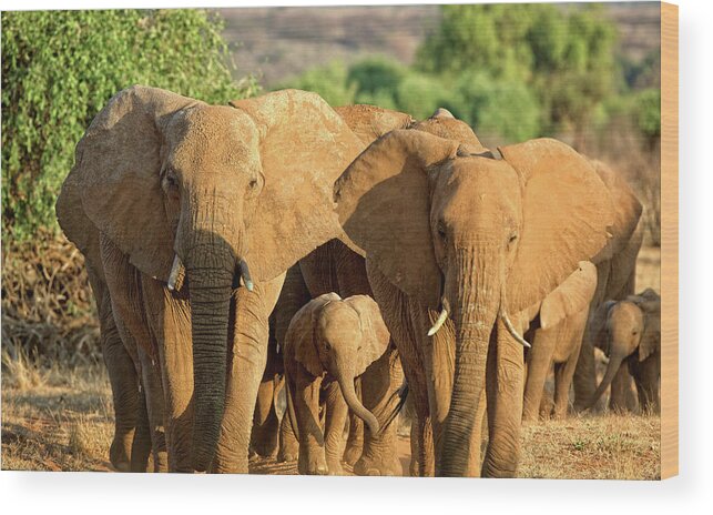 Elephants Wood Print featuring the photograph A Parade of Elephants by Steven Upton