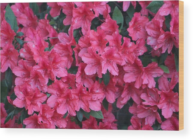Azalea Wood Print featuring the photograph A Shade Of Pink by Cynthia Guinn