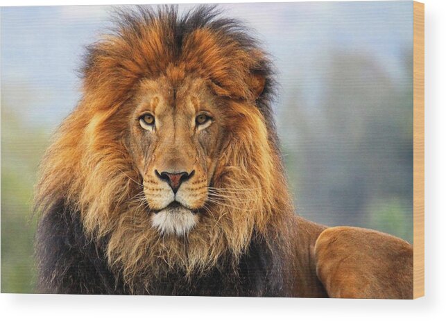 African Lion Wood Print featuring the photograph African Lion 1 by Ellen Henneke