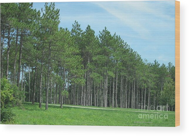 Photography Wood Print featuring the photograph All in a Row by Kathie Chicoine