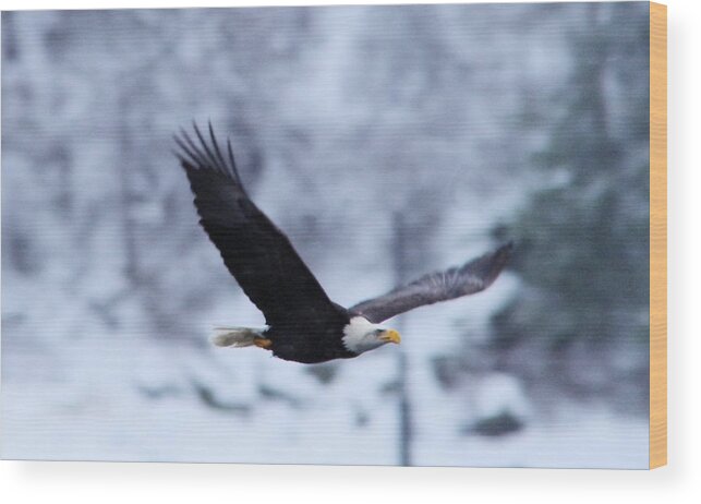Eagle Wood Print featuring the photograph An eagle through th snowy air by Jeff Swan