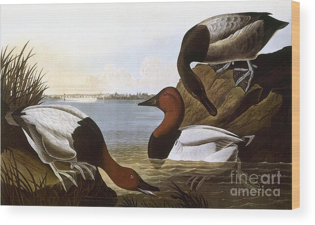 1827 Wood Print featuring the photograph Audubon: Canvasback, 1827 by Granger