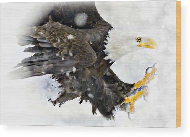 Eagle Wood Print featuring the photograph Bald Eagle by Jean Francois Gil