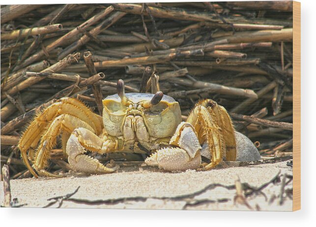 Carb Shore Beach Sand Salt Straw Ocean Sea Coast Wood Print featuring the photograph Beach Crab by Robert Och
