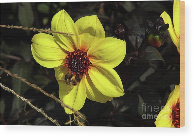 Flower Wood Print featuring the photograph Bee at Work by Les Greenwood