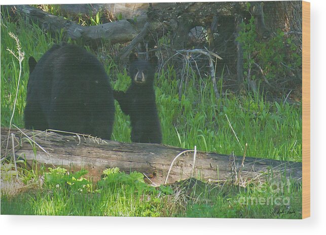 Bear Wood Print featuring the photograph Black Bear Sow And Cub-Signed-#8913 by J L Woody Wooden