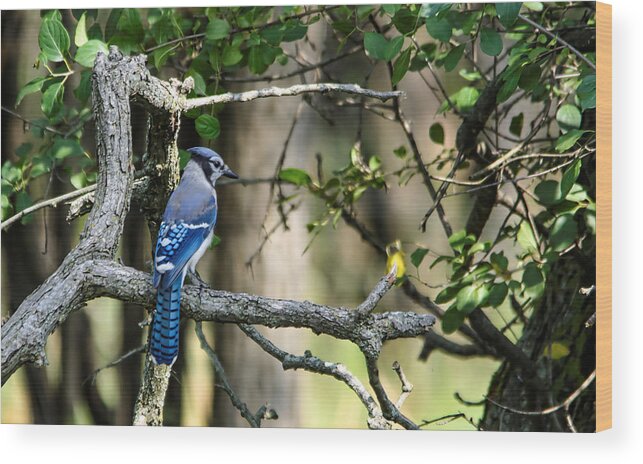 Blue Jay Wood Print featuring the photograph Blue Jay by Peter Ponzio