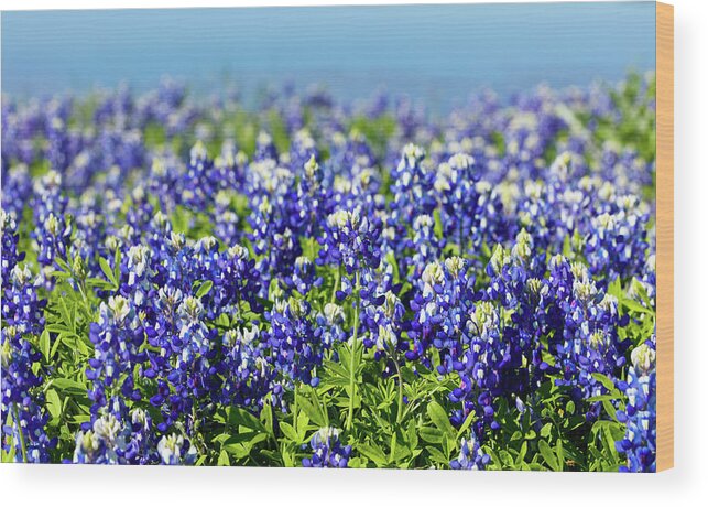 Austin Wood Print featuring the photograph Bluebonnets by Raul Rodriguez