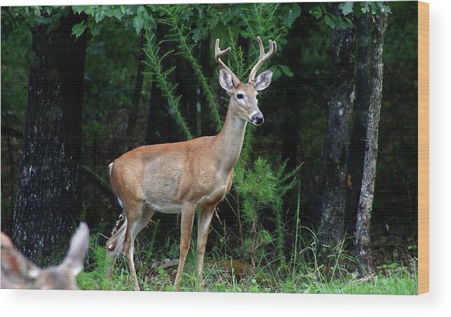 Buck Deer Wood Print featuring the photograph Buck by Jerry Battle