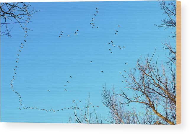 Winter Scene Wood Print featuring the photograph Canada Geese Flight Path by Ed Peterson