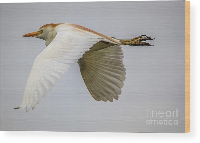 Egret Wood Print featuring the photograph Cattle Egret in Flight by Tom Claud