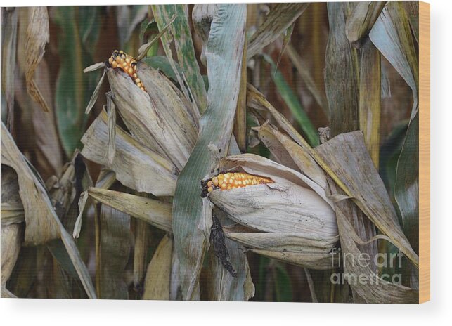 Farm Agriculture Corn Field Harvest Turning Turn Wood Print featuring the photograph Close to Harvest by Ken DePue