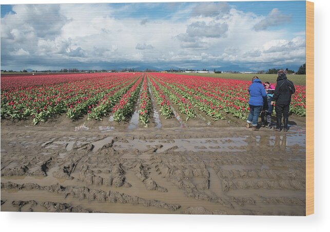 Cold Wet Tulip Viewers Wood Print featuring the photograph Cold Wet Tulip Viewers by Tom Cochran