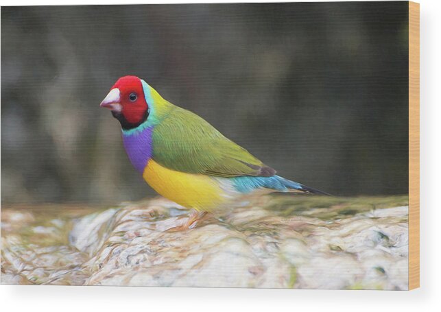 Florida Wood Print featuring the photograph Colorful Lady Gulian Finch by Penny Lisowski