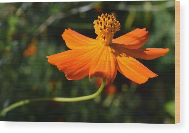 Flowers Wood Print featuring the photograph Coreopsis by Jimmy Chuck Smith