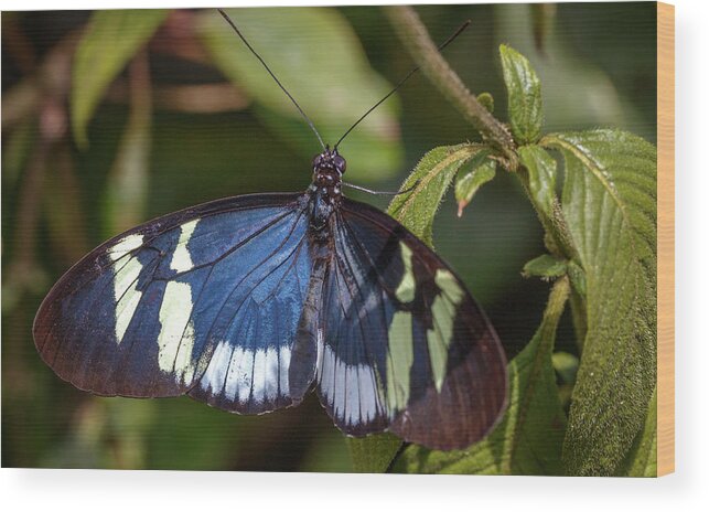 Colombia Wood Print featuring the photograph Cydno Longwing Jardin Botanico del Quindio Colombia by Adam Rainoff