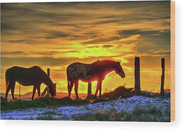 Dawn Wood Print featuring the photograph Dawn Horses by Fiskr Larsen