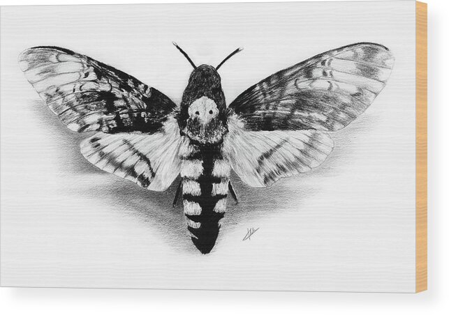 Acheronitiaatropos Wood Print featuring the drawing Deathhead Hawk-Moth by Christian Klute