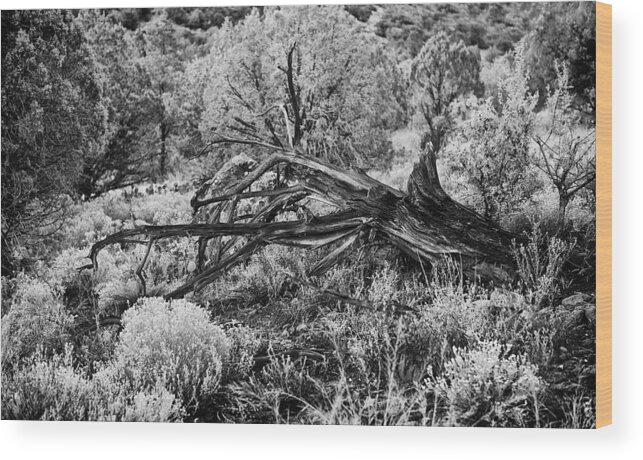 Landscape Wood Print featuring the photograph Downed Cypress Sedona Arizona Number five by Bob Coates