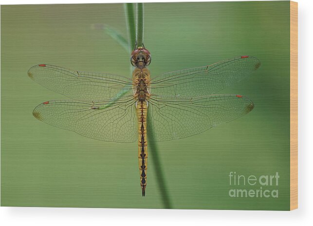 Dragonfly Wood Print featuring the photograph Dragonfly Gold by Robert E Alter Reflections of Infinity