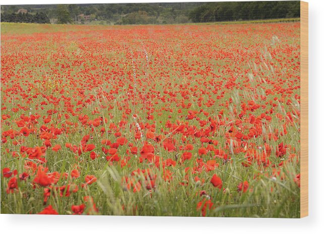 France Wood Print featuring the photograph Field of Poppies by Kevin Oke