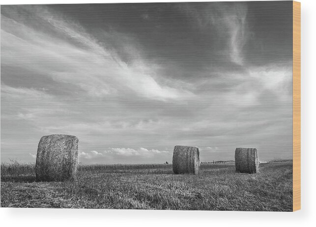 Agriculture Wood Print featuring the photograph Field of Round bales of hay after harvesting by Michalakis Ppalis