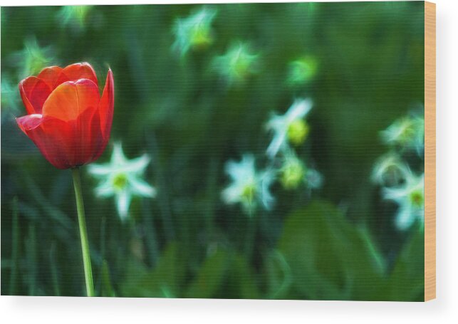 Tulip Wood Print featuring the photograph Flowers and Fractals by Cameron Wood