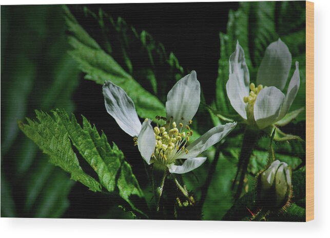 Flower Wood Print featuring the photograph Fruit Blossom by Tikvah's Hope