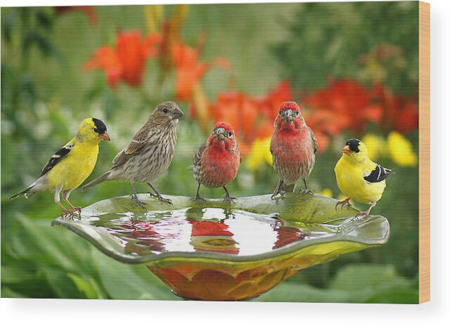 American Goldfinch Wood Print featuring the photograph Garden Party by Bill Pevlor