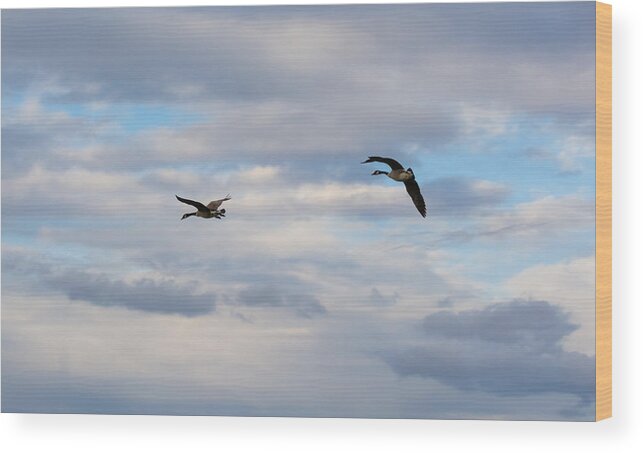 Canada Geese Wood Print featuring the photograph Geese in the Clouds by Holden The Moment