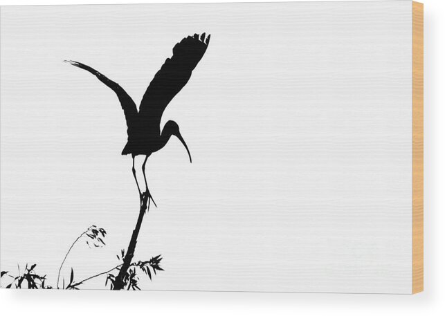  Art Wood Print featuring the photograph Glossy Ibis silhoutte by Mircea Costina Photography