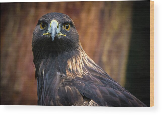 Birds Wood Print featuring the photograph Golden Eagle 1 by Jason Brooks