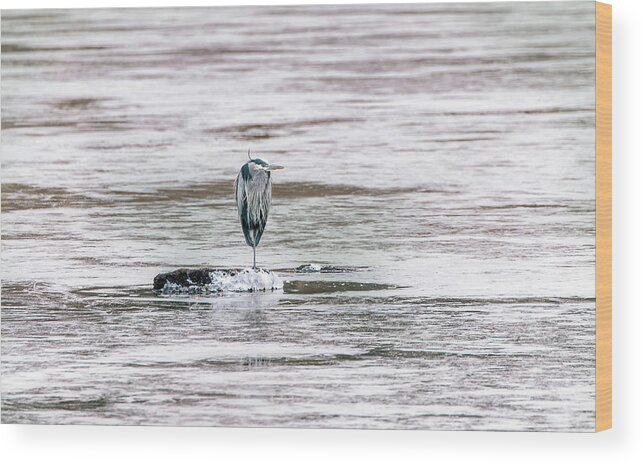 Great Blue Heron Wood Print featuring the photograph Great Blue Heron on a frozen lake by Patrick Wolf