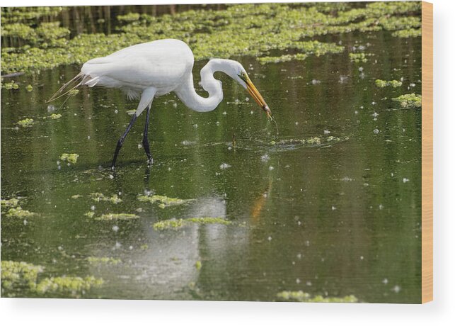 Great White Egret Wood Print featuring the photograph Great White Egret Feeding by Sam Rino